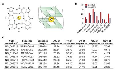 G-Quadruplexes Are Present in Human Coronaviruses Including SARS-CoV-2